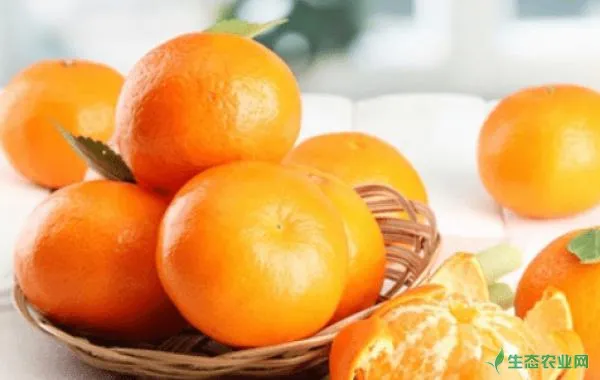 视情况施肥料，更好的管理柑橘冻害