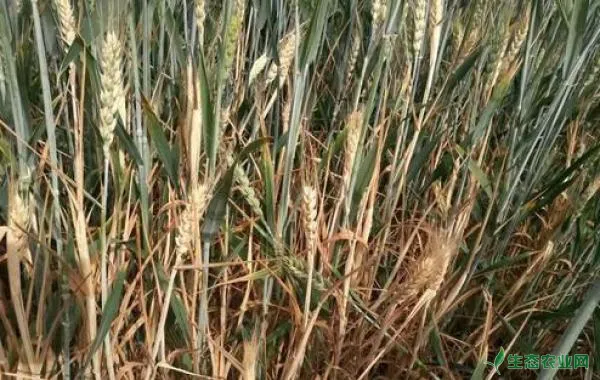 小麦纹枯病的危害有哪些？