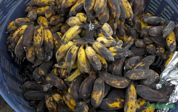 香蕉水烂是什么原因？怎么防治？