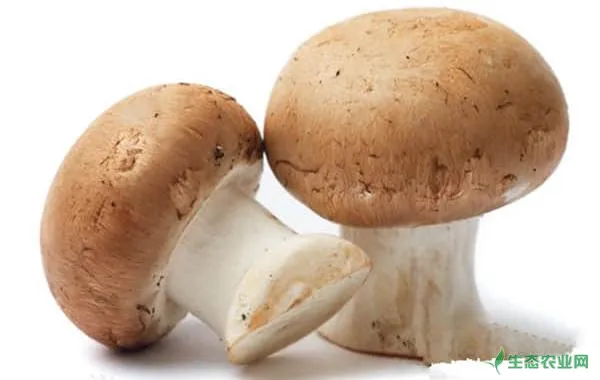 蘑菇采后改怎样追肥？