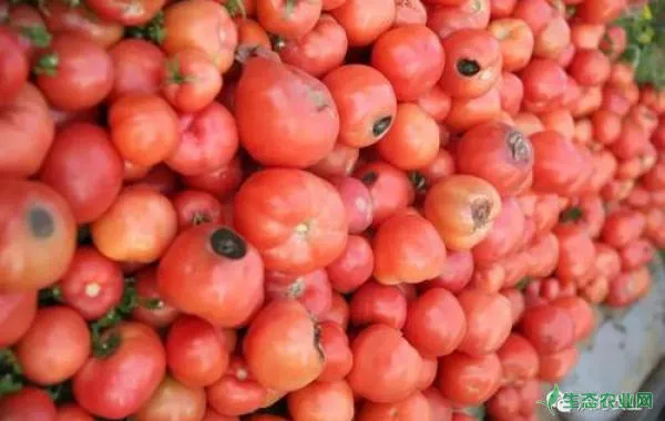 秋番茄烂果该怎么解决？