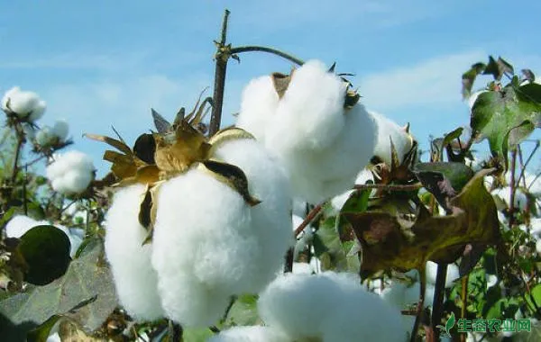 棉花冬前铲除杂草有什么好处？