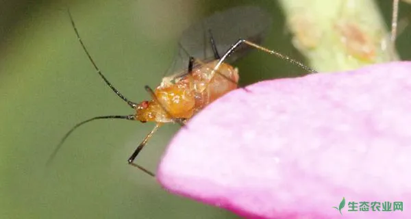 玉米蚜虫用什么药防治