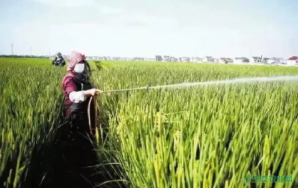 水稻施用除草剂时发生黄苗怎么办？