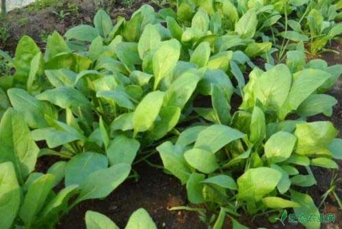 怎样种植冬菠菜？种植冬菠菜的最佳时间和方法有哪些