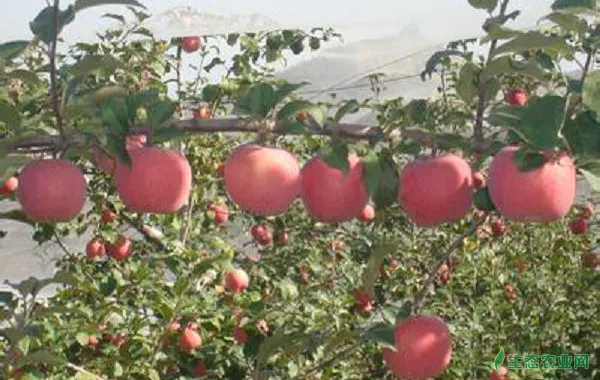 苹果夏季栽培管理重点