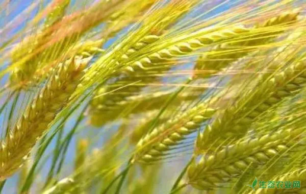小麦打除草剂温度多少度
