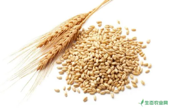 小麦种子怎样才能安全度夏？