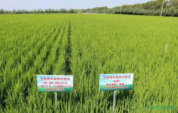 水稻测深施肥技术