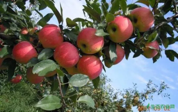 秋季在苹果树的管理上怎么来施肥料？