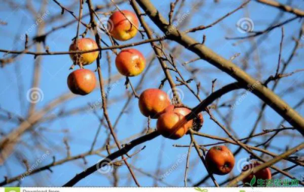 冬季苹果要怎么修剪？有哪些技术要点？
