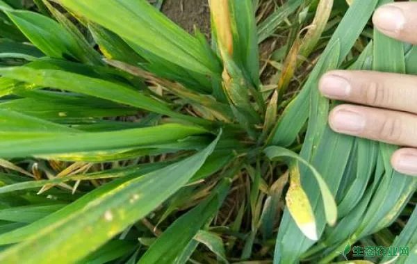 小麦土传花叶病危害症状和防治方法