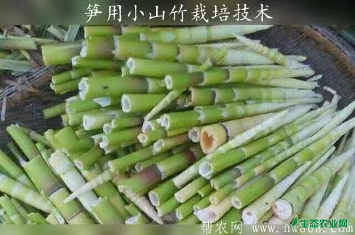 竹笋的功效和作用 介绍一种笋用小山竹栽培技术 生态农业网