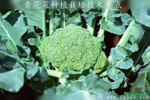 青花菜种植栽培技术要点 生态农业网 青花菜种植栽培技术要点 生态农业网