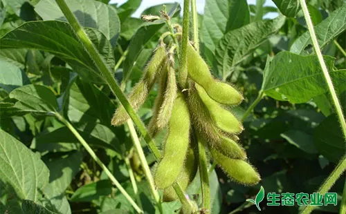 大豆茎枯病有哪些症状表现？该怎么防治？