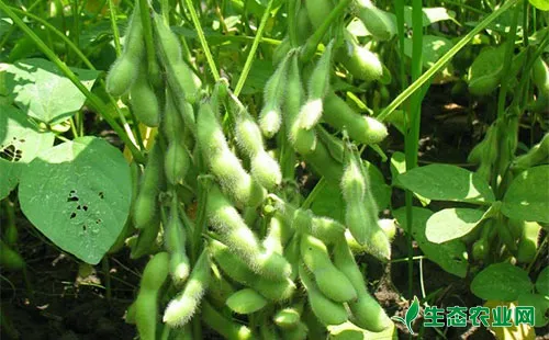 大豆茎枯病有哪些症状表现？农户们该怎么防治？