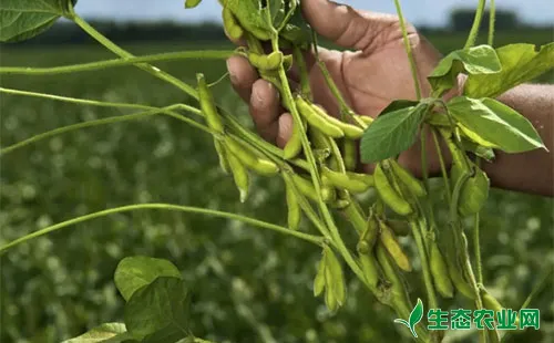 大豆豆荚斑螟该如何应对？有哪些方法措施？