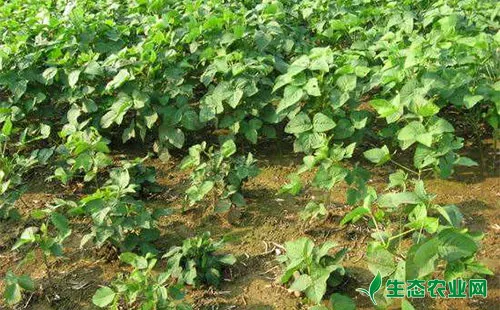 大豆豆荚野螟该怎么防治？有哪些方法措施？