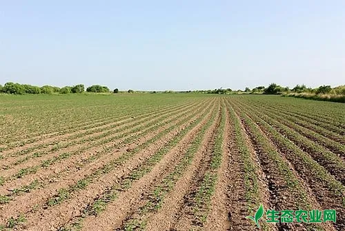 大豆优质高产栽培技术要点总结