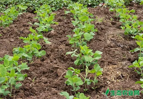 大豆优质高产栽培技术要点总结