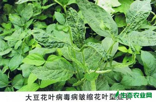 大豆病毒病症状有哪些？如何防治？