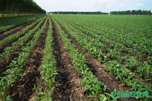 提高大豆种子增产潜力的八大措施