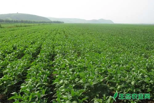 提高大豆种子增产潜力的八大措施