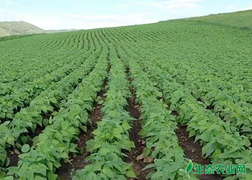 大豆的营养特性及施肥配比分析
