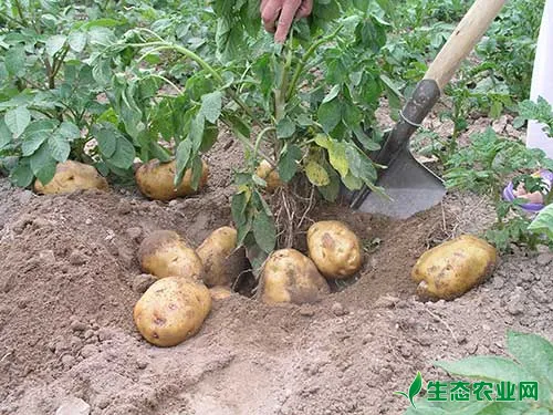 马铃薯施肥要合理配比氮磷钾