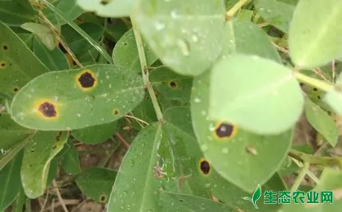 花生褐斑病有哪些为害症状？农户们该怎么防治？