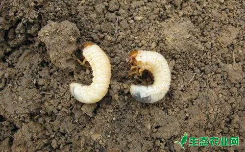 花生地下害虫的形态特征、发生规律和防治措施