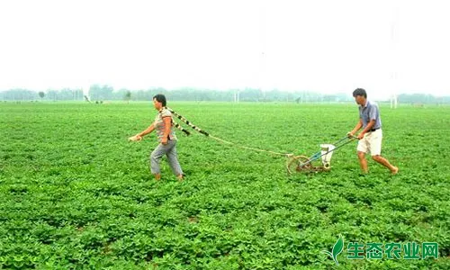 花生什么时候追肥 花生追肥方法 种植技术 农业技术 生态农业网