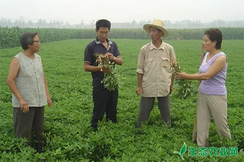 花生什么时候追肥 花生追肥方法 种植技术 农业技术 生态农业网