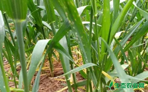 小麦叶螨为害症状有哪些？农户们该如何防治？