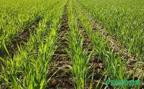 小麦秆枯病的发病症状、发生规律及防治措施
