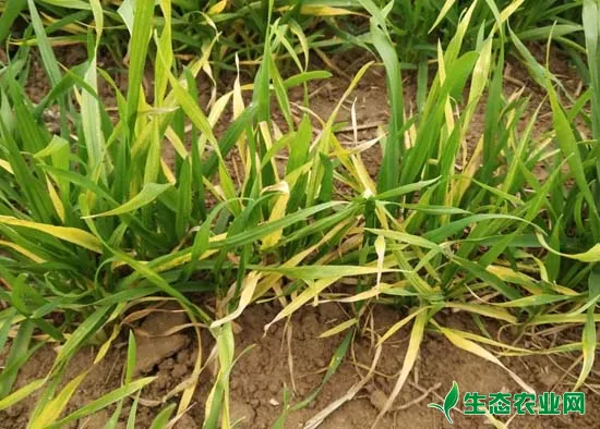 小麦茎基腐病危害有多大？不注意防治，减产超50%