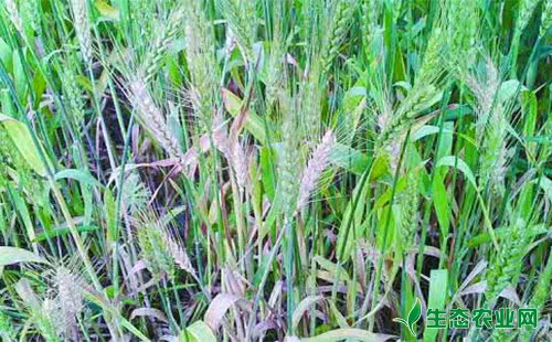小麦枯白穗的症状、发生原因及防治技术