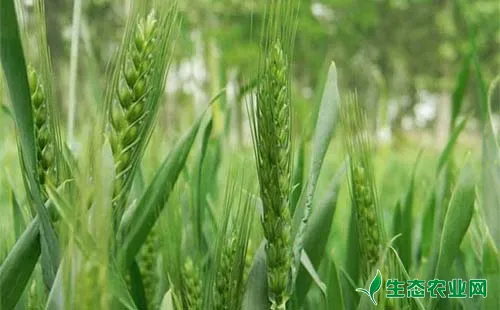 影响小麦高产的主要因素有哪些，有哪些应对措施？