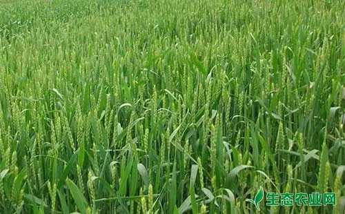影响小麦高产的主要因素有哪些，有哪些应对措施？