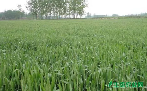 小麦良种混杂退化原因及防止方法总结