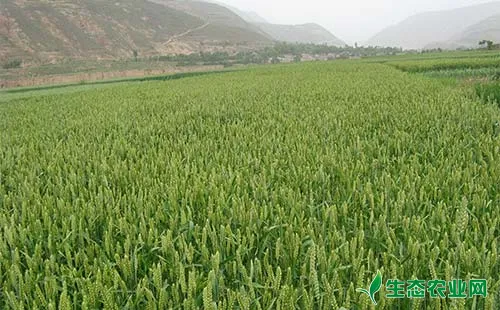 小麦良种混杂退化原因及防止方法总结