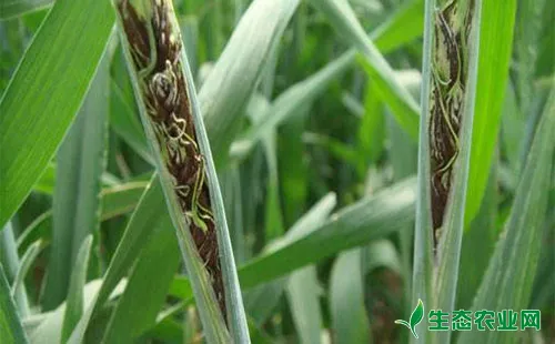 小麦散黑穗病的发病特点及防治方法