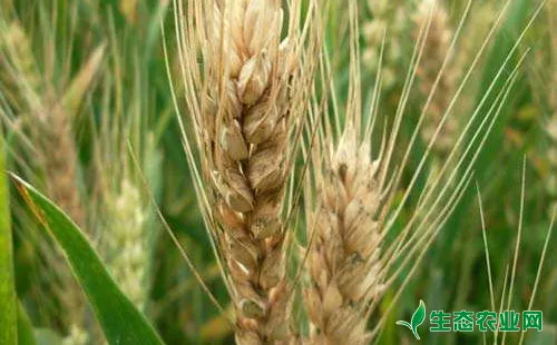 3种病害引起小麦枯穗的症状及赤霉病的防治方法