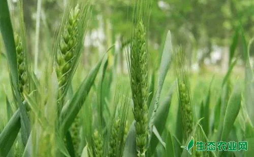3种病害引起小麦枯穗的症状及赤霉病的防治方法