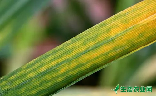 小麦梭条花叶病的病害症状、发生原因及防控对策
