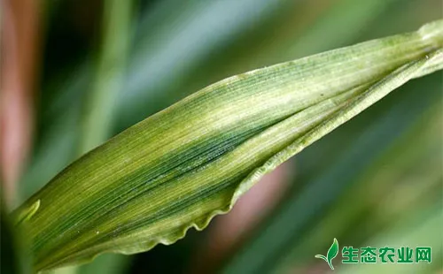 小麦梭条花叶病的病害症状、发生原因及防控对策