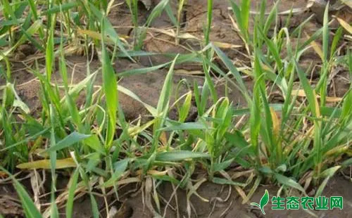 小麦叶片发黄的原因及预防措施介绍