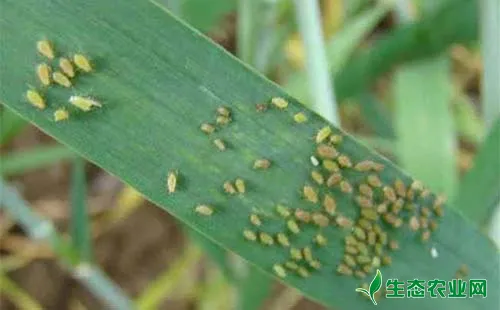小麦吸浆虫的发生规律、发生特点及防治对策