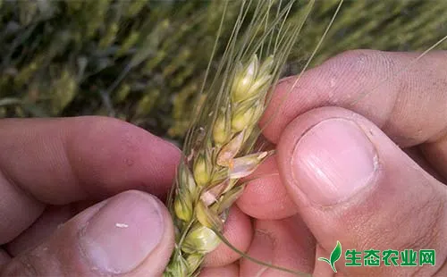 小麦吸浆虫的发生规律、发生特点及防治对策