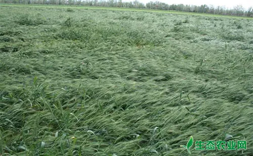 灌浆期小麦倒伏，到底啥原因惹的祸呢？